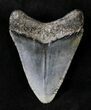 Juvenile Megalodon Tooth #20769-1